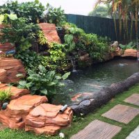 Matured Koi Pond (1 Years Old)