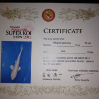 2Rinyukai Indonesia Super Koi Show 2012 Hikarimujimono 15cm