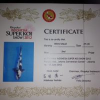 4Rinyukai Indonesia Super Koi Show 2012 Shiro Utsuri 37cm