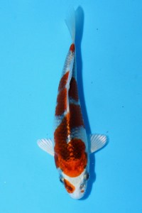 Kujyaku-11.5cm-2nd-Prize-e1363927977868