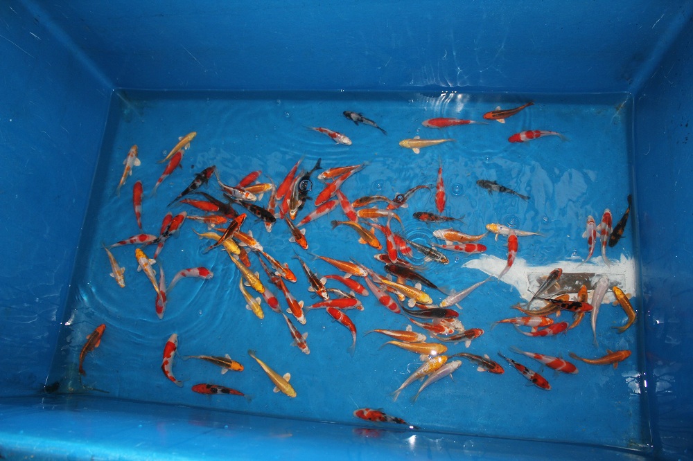 Shipment-0102201302