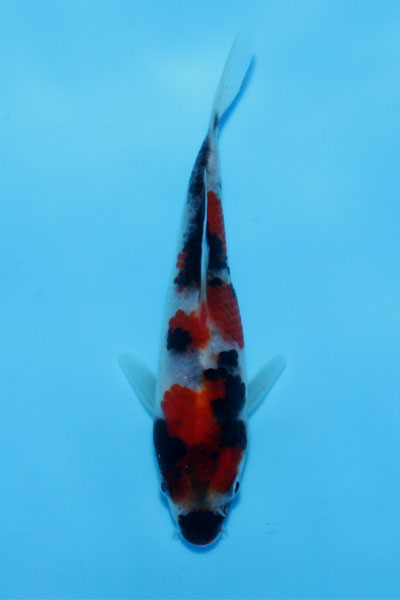 Showa-10.5cm-2nd-Prize