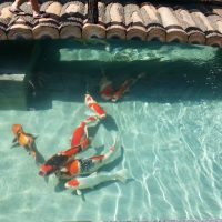 Koi Pond @ Bukit Mahkota, Bangi