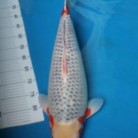 Asagi 60 BU Asagi 60 BU