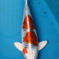 Kujaku 45 BU Kujaku 45 BU