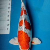 Kujaku 65 BU Kujaku 65 BU