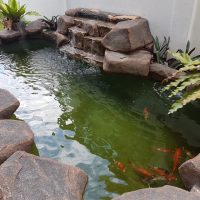 Koi Pond at Denai Alam 2