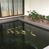 Mr. Chan Twin Palms4